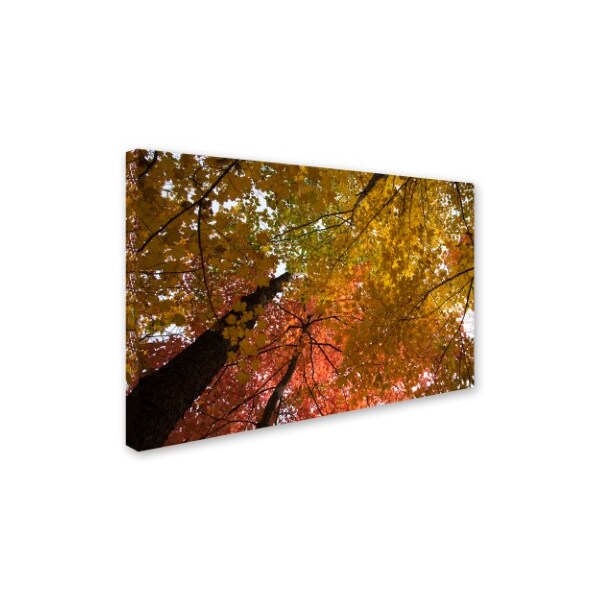 Kurt Shaffer 'Spectacular Brilliant Autumn Trees' Canvas Art,12x19